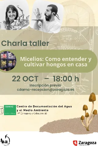 Micelios: cómo entender y cultivar hongos en casa
