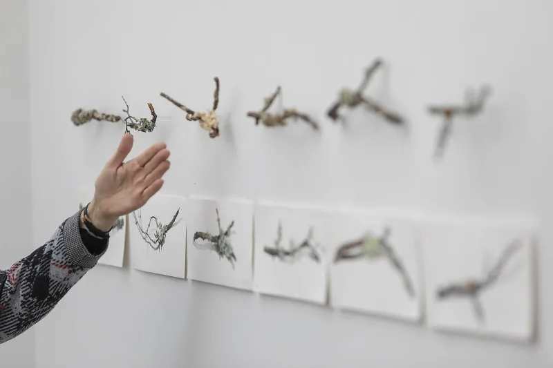 Ellas ilustran botánica. Contemporáneas en la ilustración botánica