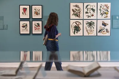 Ellas ilustran botánica. Pioneras de la ilustración científica